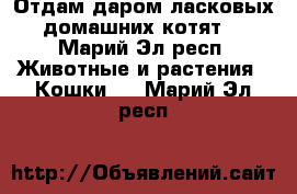 Отдам даром ласковых домашних котят  - Марий Эл респ. Животные и растения » Кошки   . Марий Эл респ.